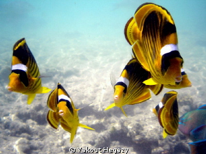 Striped butterflyfish by Yakout Hegazy 